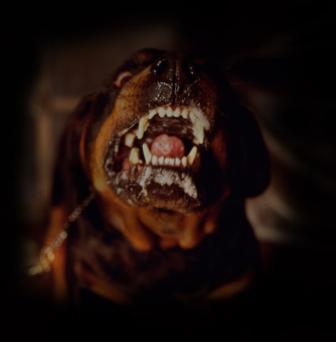 Image: rottweiler.jpg